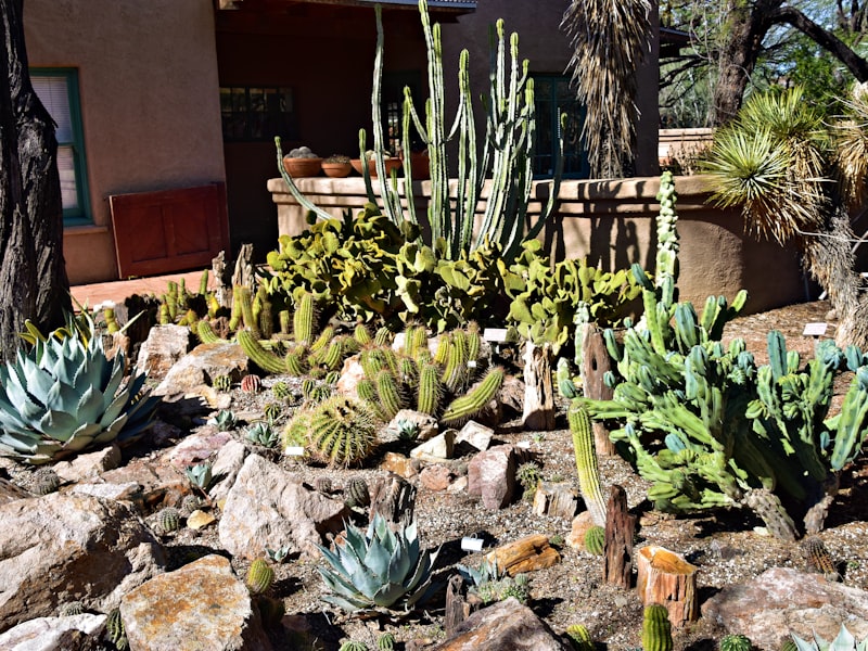 Completed backyard landscape design with native plants and gravel pathways in Sedona, AZ