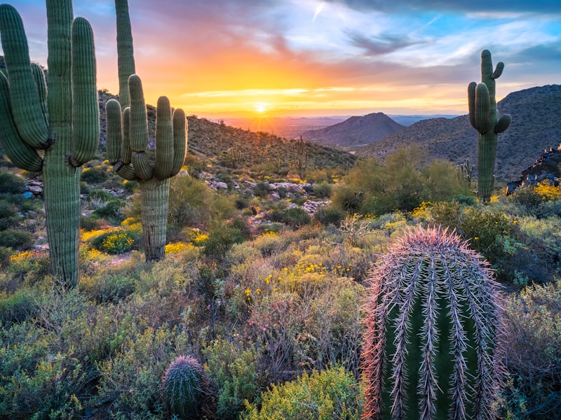 Xeriscape front yard conversion with desert plants and decomposed granite in Cottonwood, AZ